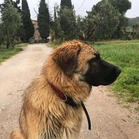 Dalla Campagna Al Mare * Campiglia Marittima