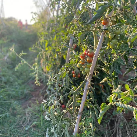 Dalla Campagna Al Mare Lägenhet Campiglia Marittima