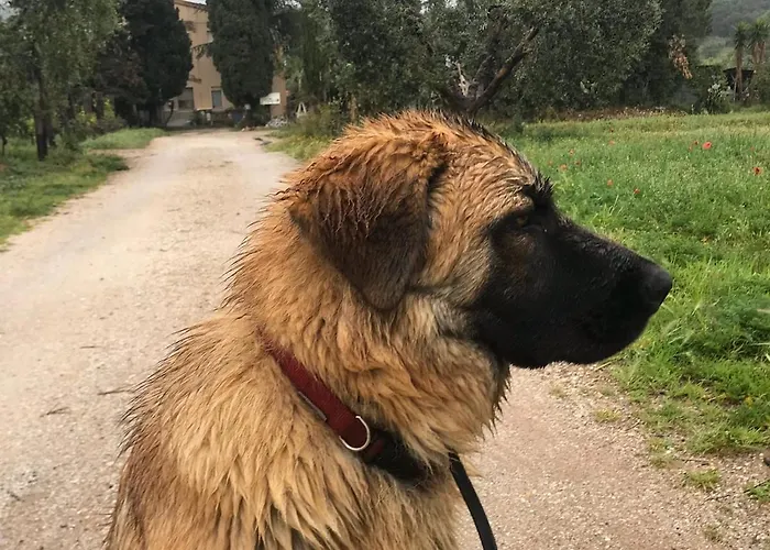 Dalla Campagna Al Mare * Campiglia Marittima