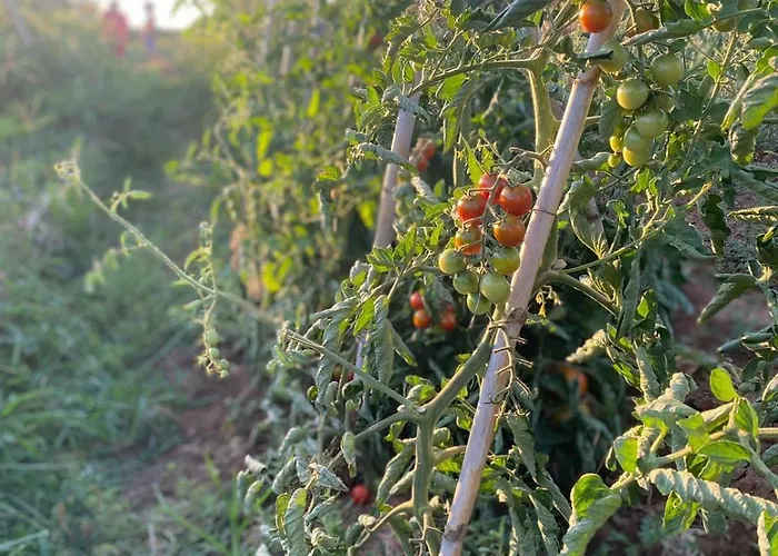 Dalla Campagna Al Mare Lejlighed Campiglia Marittima