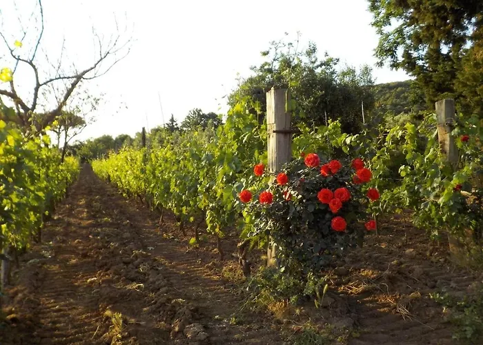 Dalla Campagna Al Mare * Campiglia Marittima